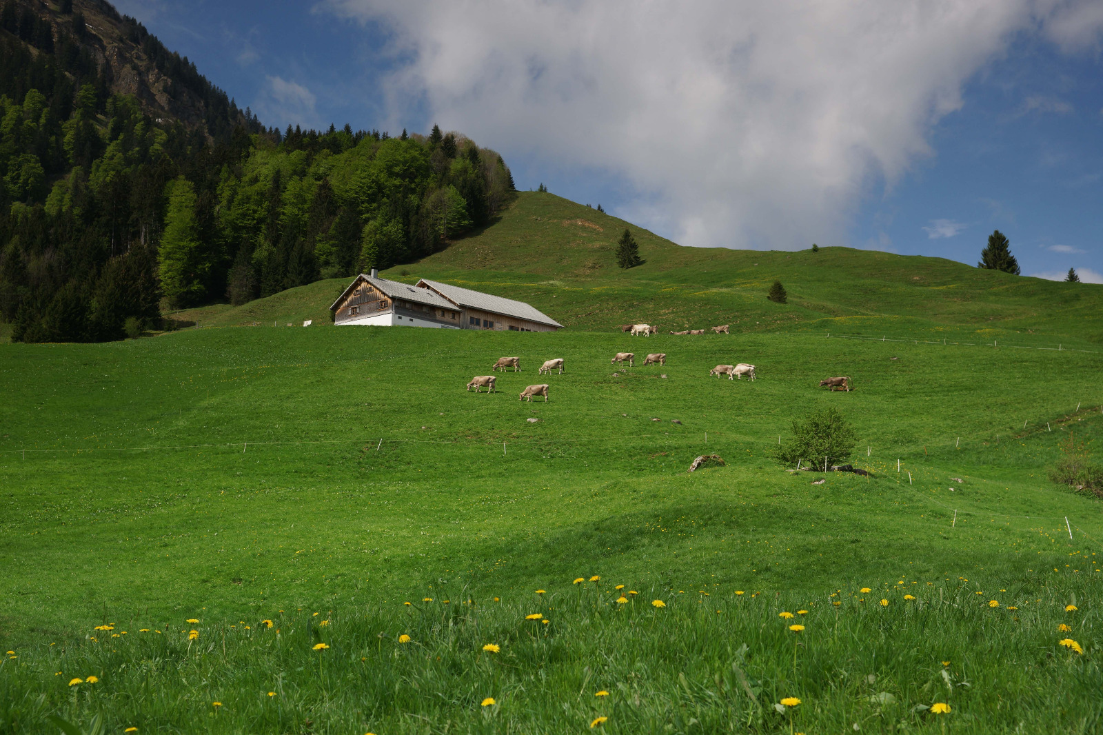 Alpe Erles-Finne mit Kühen auf der Weide